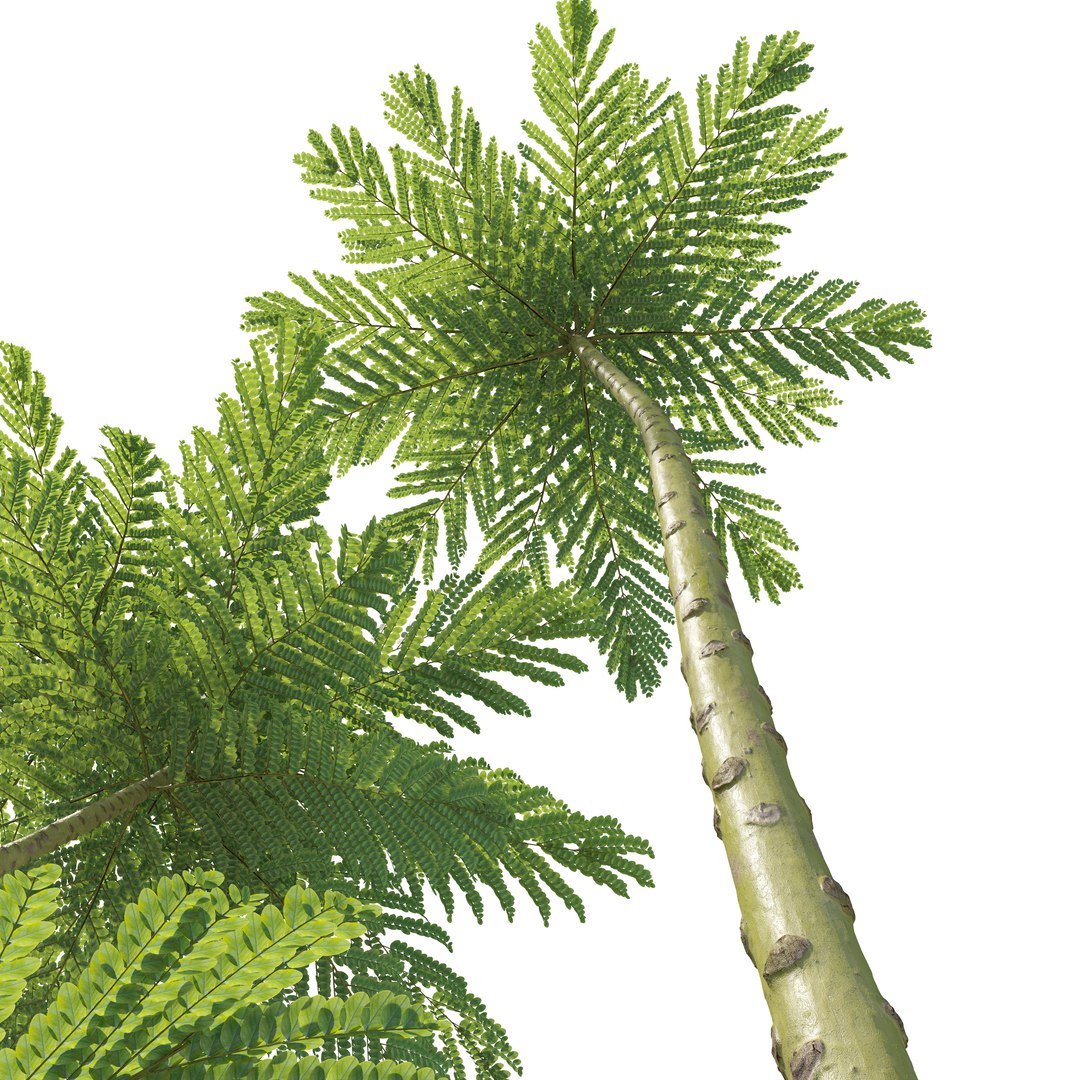 3D model Brazilian fern tree https://p.turbosquid.com/ts-thumb/je/gdxw9C/pv/preview6/jpg/1785567211/1920x1080/fit_q87/b3076ed71ea1eadb2dafc815fe054f52ea702ebc/preview6.jpg