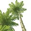 Brazilian fern tree