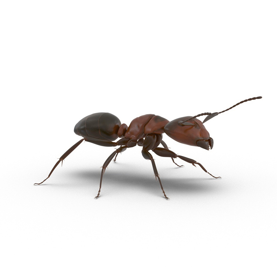 3d red ant rigged https://p.turbosquid.com/ts-thumb/je/j32jam/7kXCNROz/red_ant_rigged_360/jpg/1480780900/1920x1080/turn_fit_q99/c63ba7262a3cecfe5cde75f7950aeb97116aeb01/red_ant_rigged_360-1.jpg