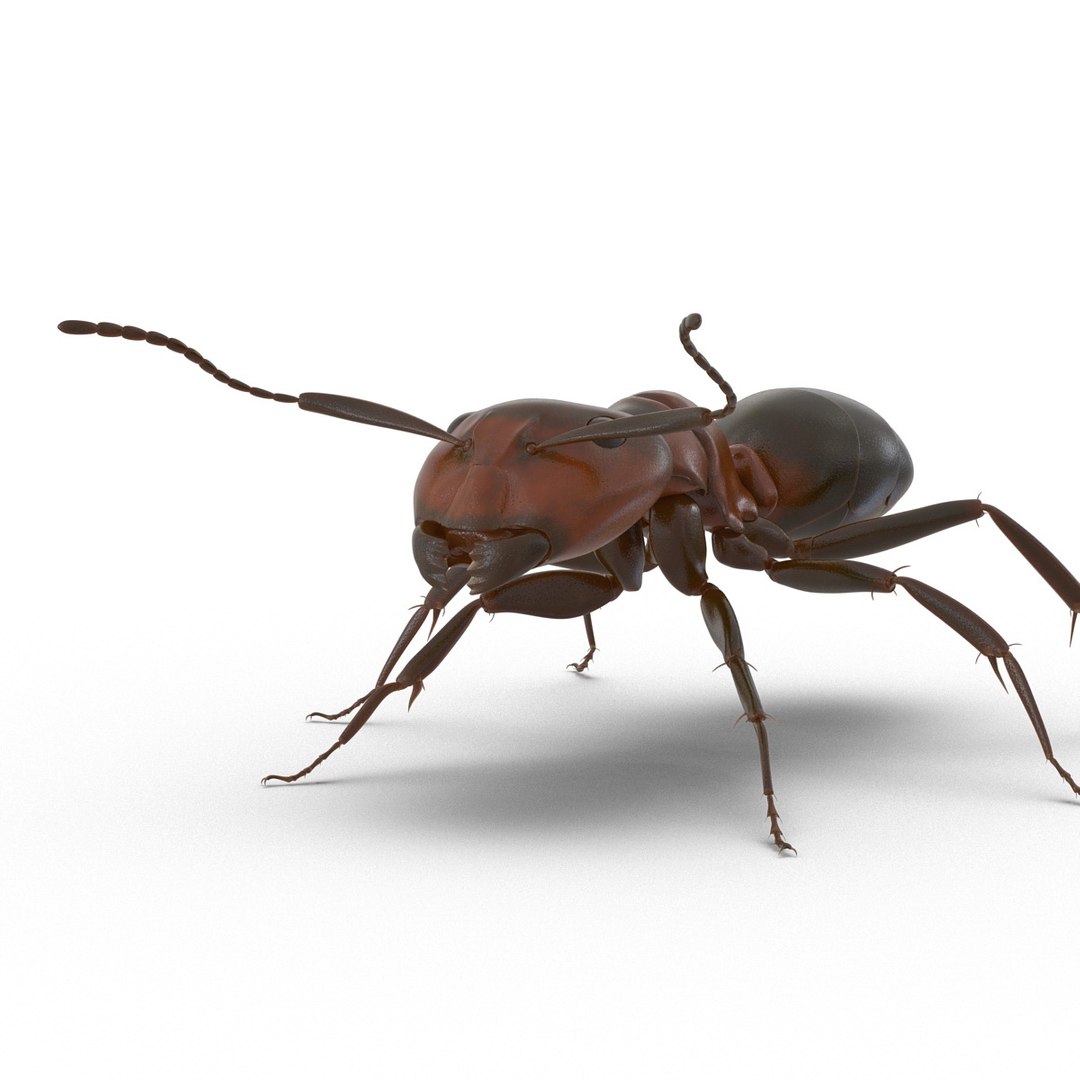 3d red ant rigged https://p.turbosquid.com/ts-thumb/je/j32jam/Js84Ka3I/readantriggedcinema4d3dmodel13/jpg/1480780933/1920x1080/fit_q87/1e80d78e6624bea5c94219032f51eb188d8b6416/readantriggedcinema4d3dmodel13.jpg