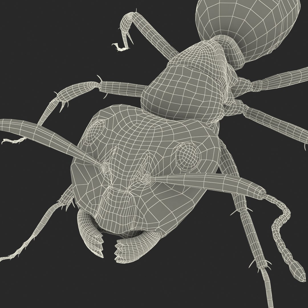 3d red ant rigged https://p.turbosquid.com/ts-thumb/je/j32jam/LDACZDk3/readantriggedcinema4d3dmodel34/jpg/1480780933/1920x1080/fit_q87/d314430ee2c62c14e206c6cb2ffb6cdb7c1c3240/readantriggedcinema4d3dmodel34.jpg