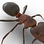 Red Ant Rigged for Cinema 4D