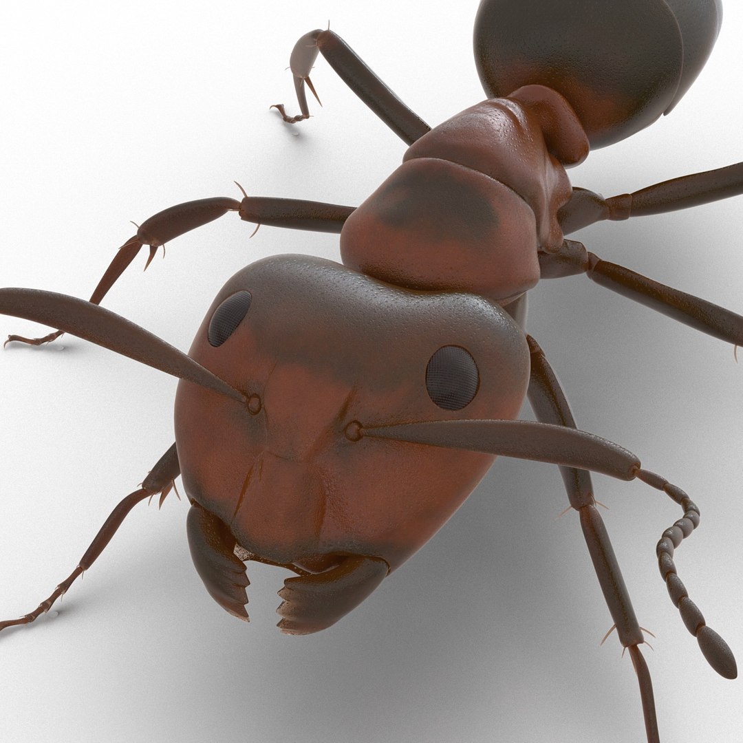 3d red ant rigged https://p.turbosquid.com/ts-thumb/je/j32jam/Wh15QZ2h/readantriggedcinema4d3dmodel17/jpg/1480780933/1920x1080/fit_q87/5815dea8fe42d4ef4203659814e87ceac518c8a6/readantriggedcinema4d3dmodel17.jpg