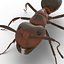 Red Ant Rigged for Cinema 4D