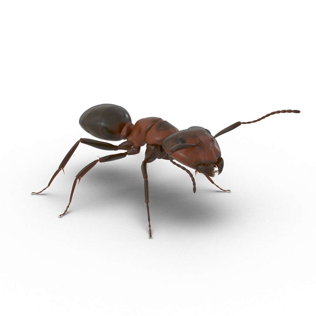 3d red ant rigged https://p.turbosquid.com/ts-thumb/je/j32jam/aZEEbjD6/red_ant_rigged_362/jpg/1480781299/1920x1080/turn_fit_q99/71fa2352467b0962e5ca2bfbc5b1449a4ad4f952/red_ant_rigged_362-1.jpg