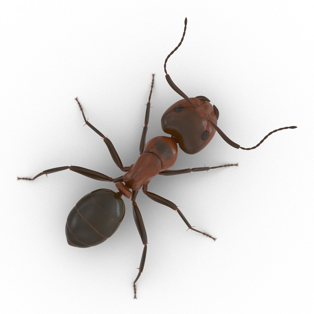 3d red ant rigged https://p.turbosquid.com/ts-thumb/je/j32jam/ckvCw8OO/readantriggedcinema4d3dmodel05/jpg/1480780933/1920x1080/fit_q87/36b896ca011ac74f2a6910e31dc714c5263c9d4f/readantriggedcinema4d3dmodel05.jpg