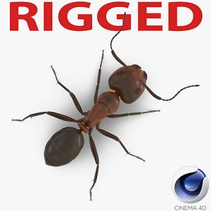 3d red ant rigged