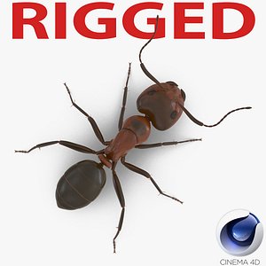 Red Ant Rigged for Cinema 4D