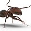 Red Ant Rigged for Cinema 4D