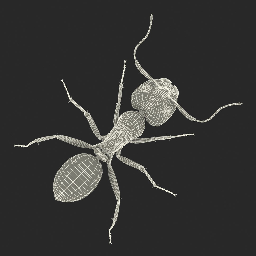 3d red ant rigged https://p.turbosquid.com/ts-thumb/je/j32jam/za5JaeDu/readantriggedcinema4d3dmodel31/jpg/1480780933/1920x1080/fit_q87/a976279eb7a028b02904d4733ab60197dbfcb8a7/readantriggedcinema4d3dmodel31.jpg