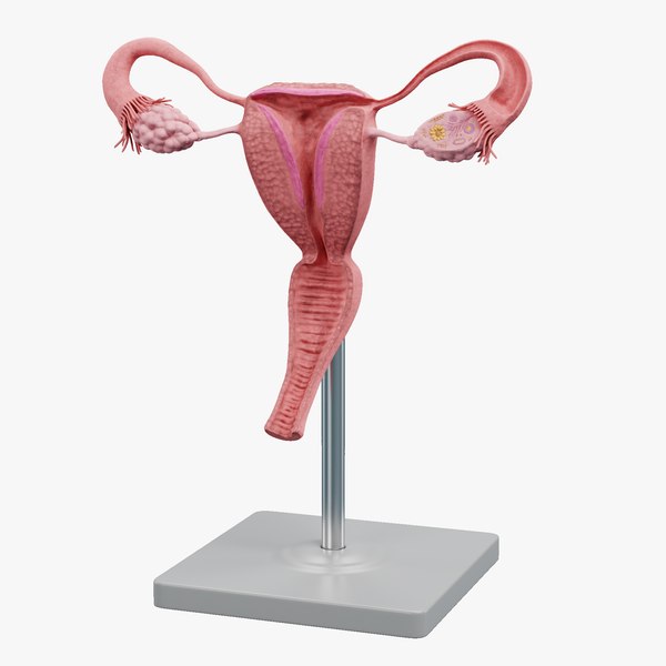 3D Uterus Model model