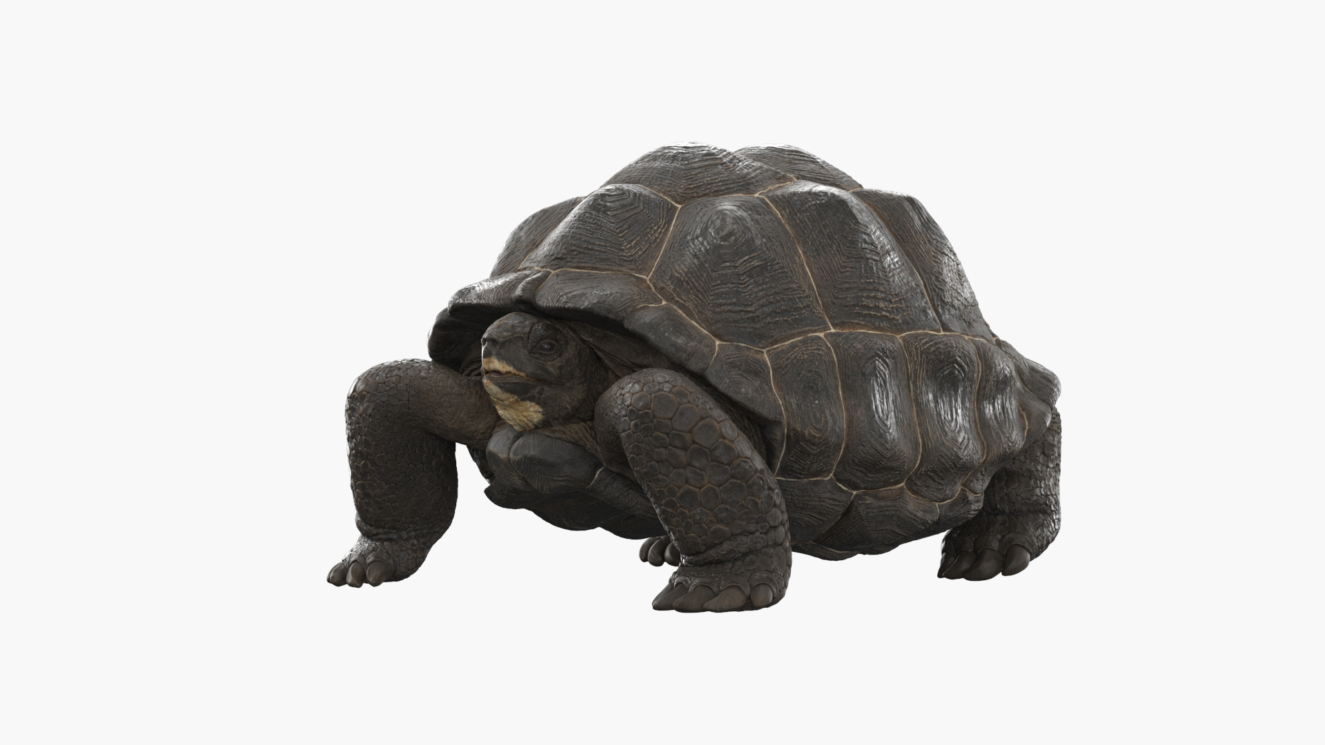 3D Turtle Chelonoidis Niger Hiding In Shell Animated Rigged ...