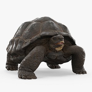 Turtle Chelonoidis Niger Hiding in Shell Animated Rigged