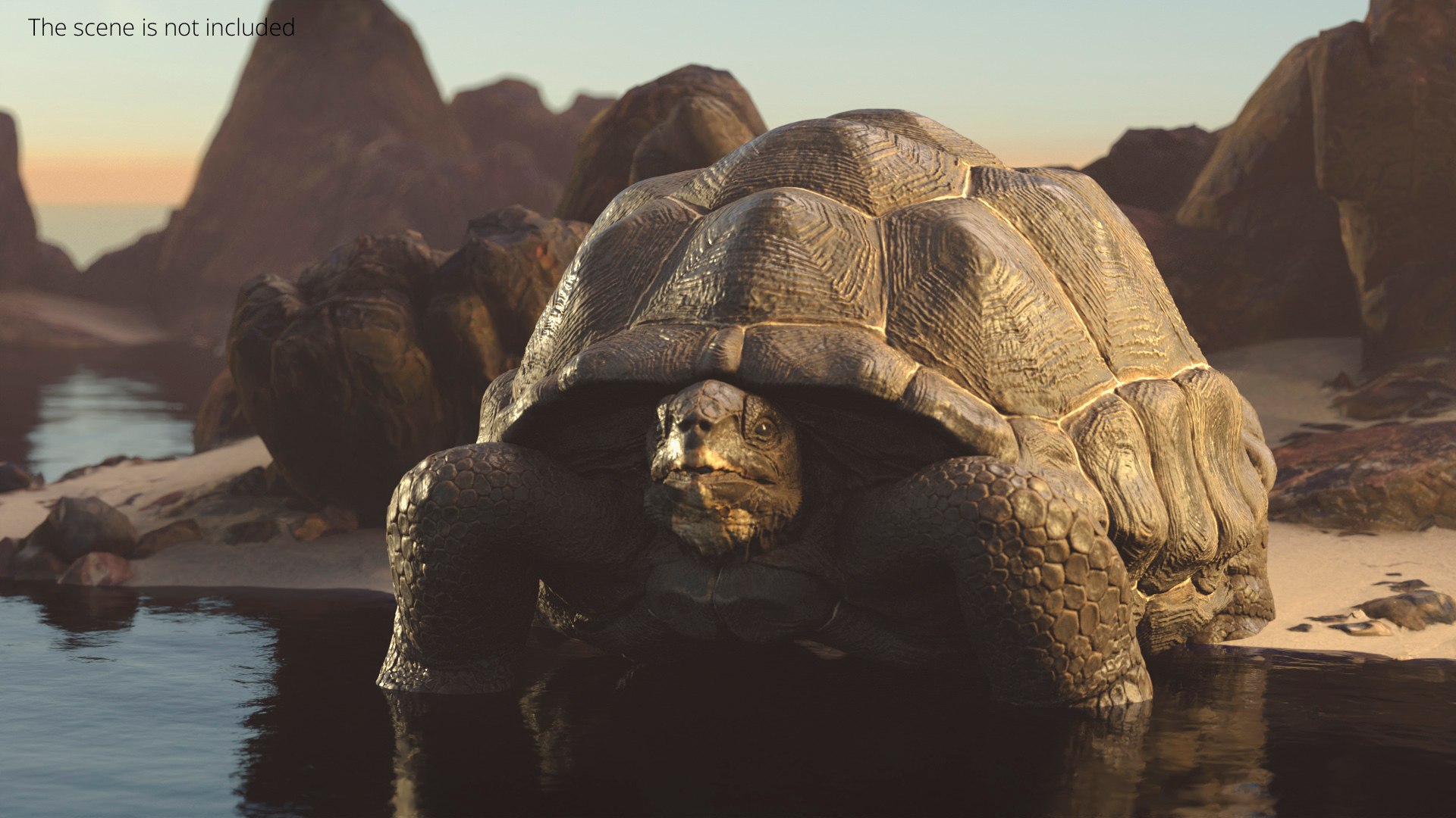 3D Turtle Chelonoidis Niger Hiding In Shell Animated Rigged ...