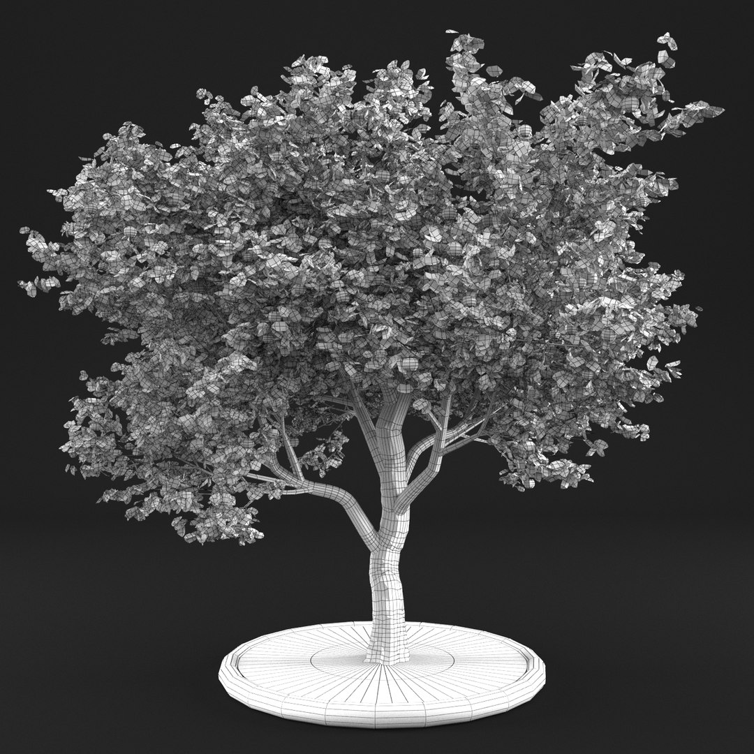 3D apple tree https://p.turbosquid.com/ts-thumb/je/tvtBZF/7v8qvbbX/10059/png/1495364147/1920x1080/fit_q87/444313b8f4daa53942e305fe37ee7972f1688627/10059.jpg