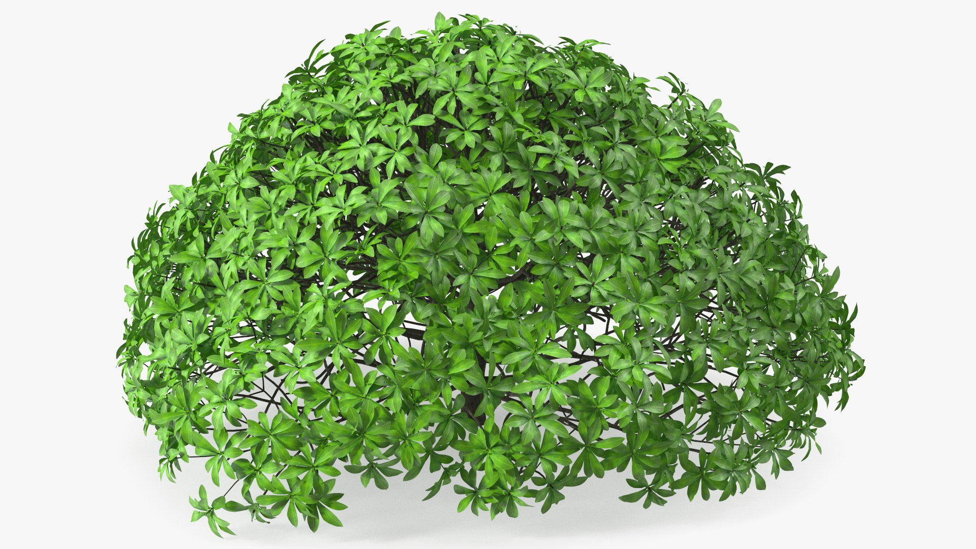 Daphne Odora Evergreen Shrub 3D model preview