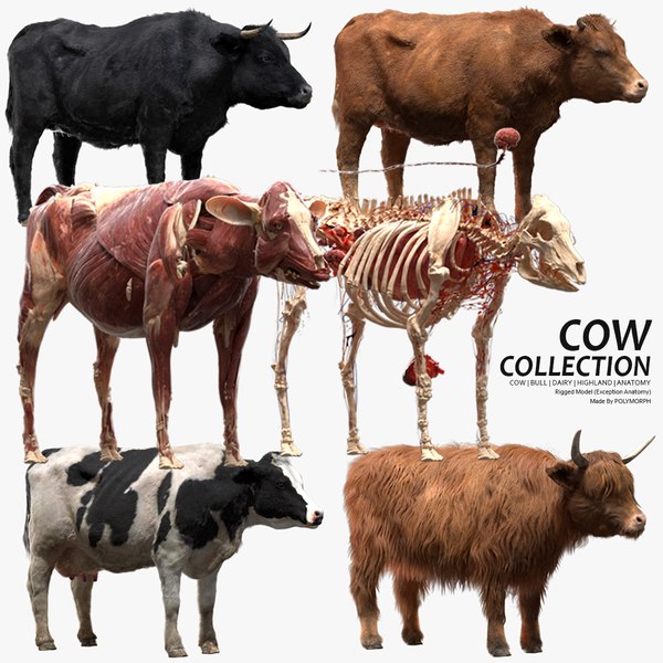3d cow rigged model