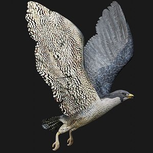 falcon rigged 3D model