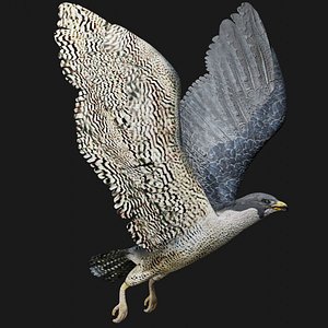 Falcon Rigged Low Poly