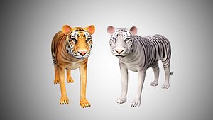 Realistic High Detailed Rigged Low Poly Bengal and Sumatran White and Orange Tiger