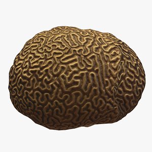 Brain coral Low Poly model