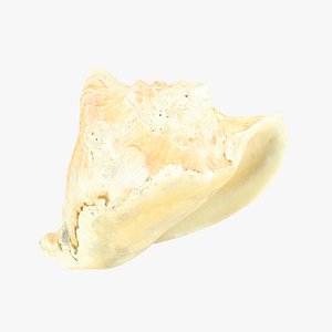 3D White Seashell Raw Scanned