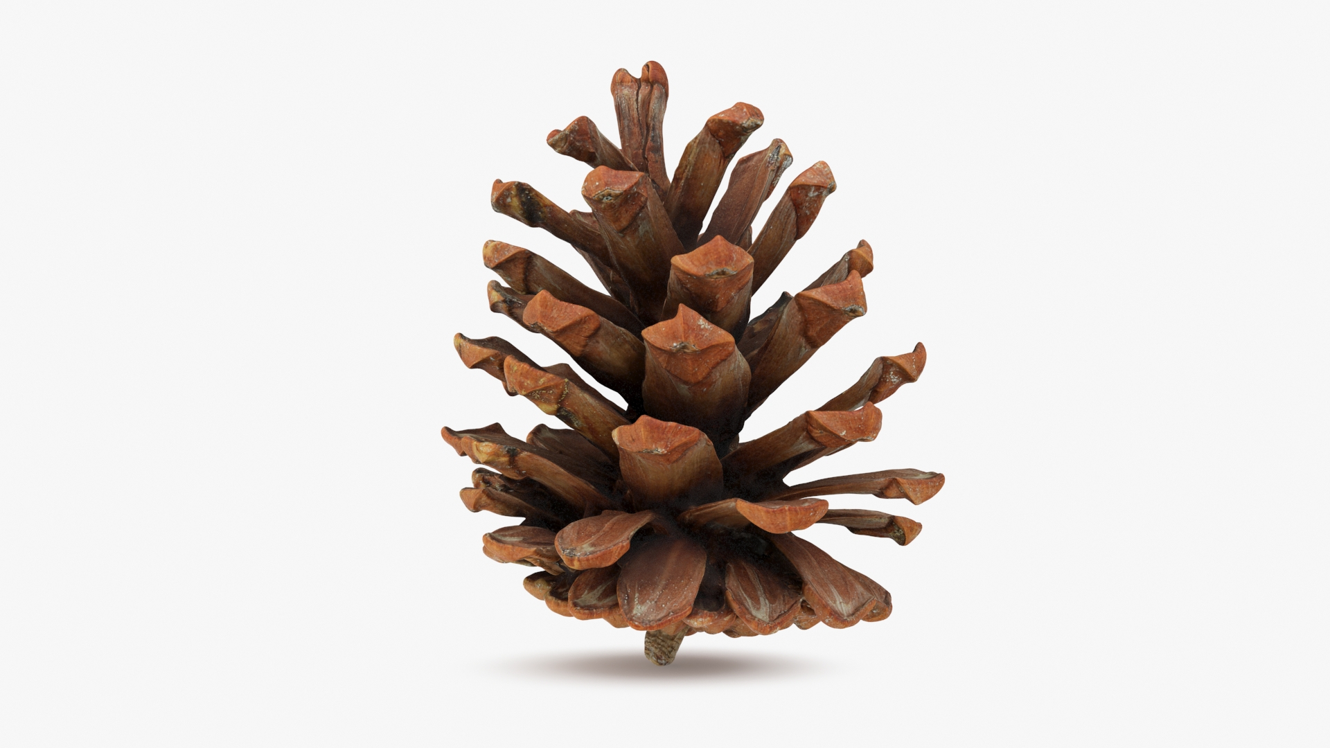 Pine Cone Collection 2 3D model https://p.turbosquid.com/ts-thumb/jf/iZMIBk/5Y/pinecone01/jpg/1728750126/1920x1080/turn_fit_q99/be7648a98c11f10d751ad318e0aceb8a1c115bd2/pinecone01-1.jpg
