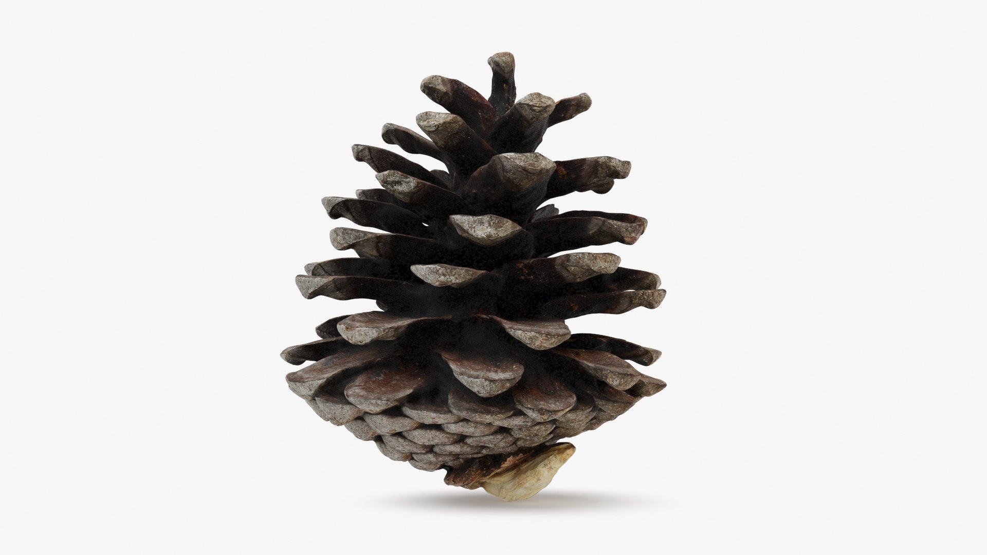 Pine Cone Collection 2 3D model https://p.turbosquid.com/ts-thumb/jf/iZMIBk/7G/driedpinecone02_a0001/jpg/1731594447/1920x1080/fit_q87/a211e2e5a697a2a1af52d896fc9f9c0aa73fa0a9/driedpinecone02_a0001.jpg