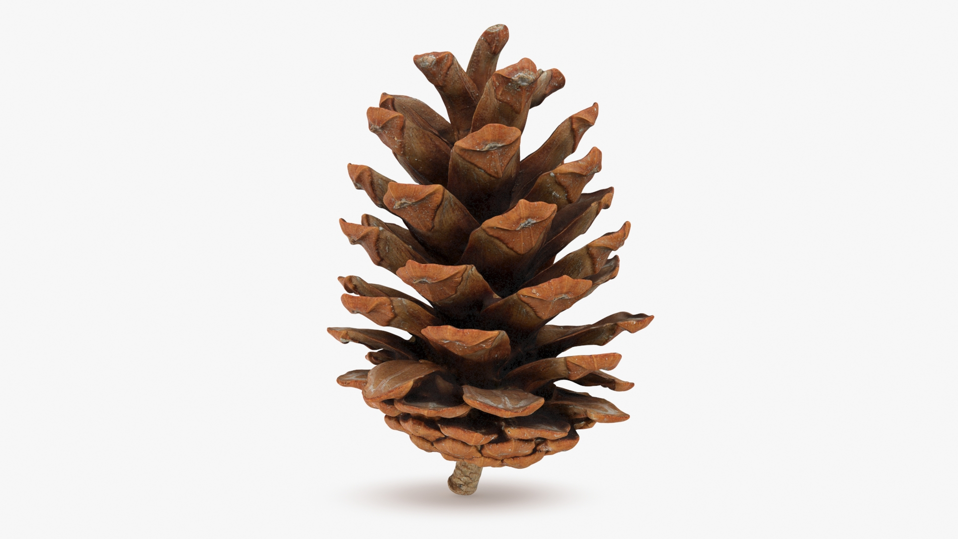 Pine Cone Collection 2 3D model https://p.turbosquid.com/ts-thumb/jf/iZMIBk/CW/pinecone02/jpg/1727958420/1920x1080/turn_fit_q99/6e5e7f96714f75be8a6e590bddb3d3d94ac58718/pinecone02-1.jpg