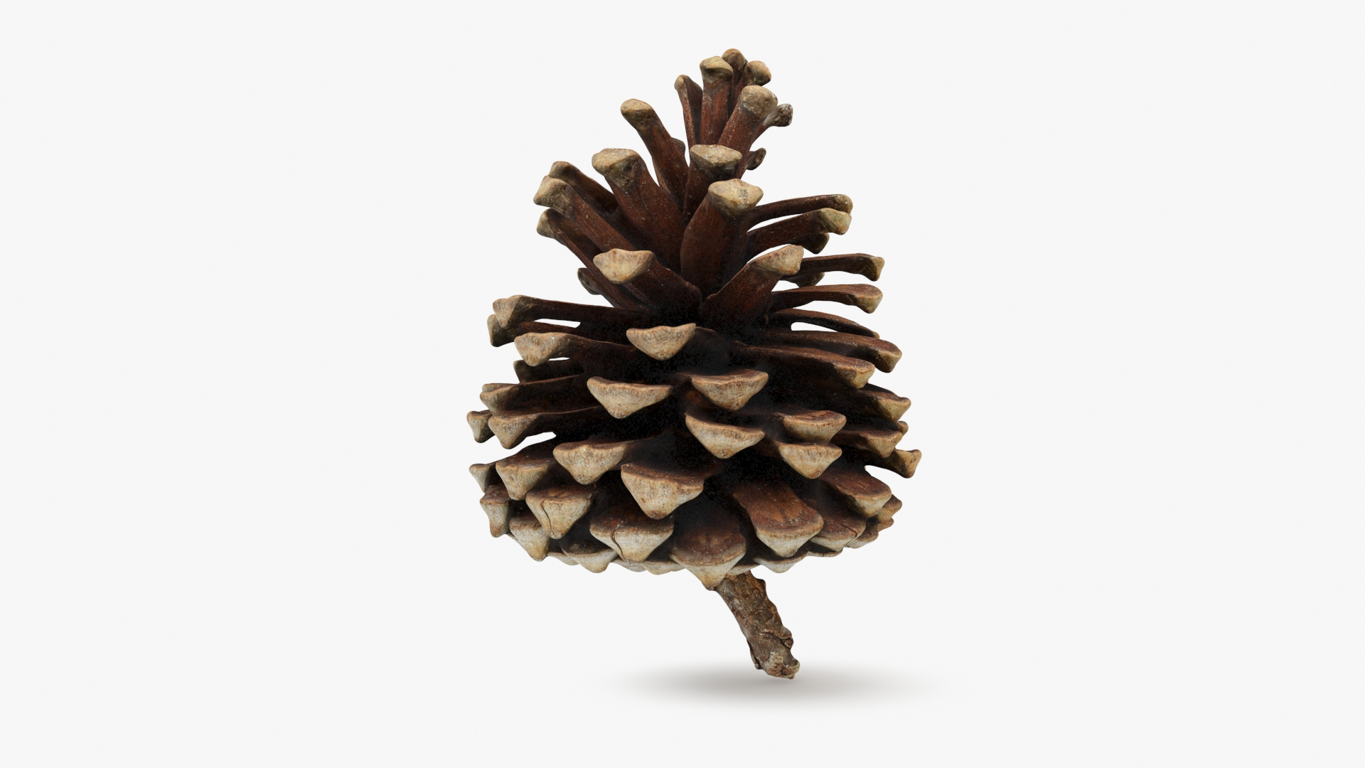 Pine Cone Collection 2 3D model https://p.turbosquid.com/ts-thumb/jf/iZMIBk/Ct/driedpinecone01/jpg/1731594568/1920x1080/turn_fit_q99/9bd50b270760afa73502908acdae35431913d053/driedpinecone01-1.jpg