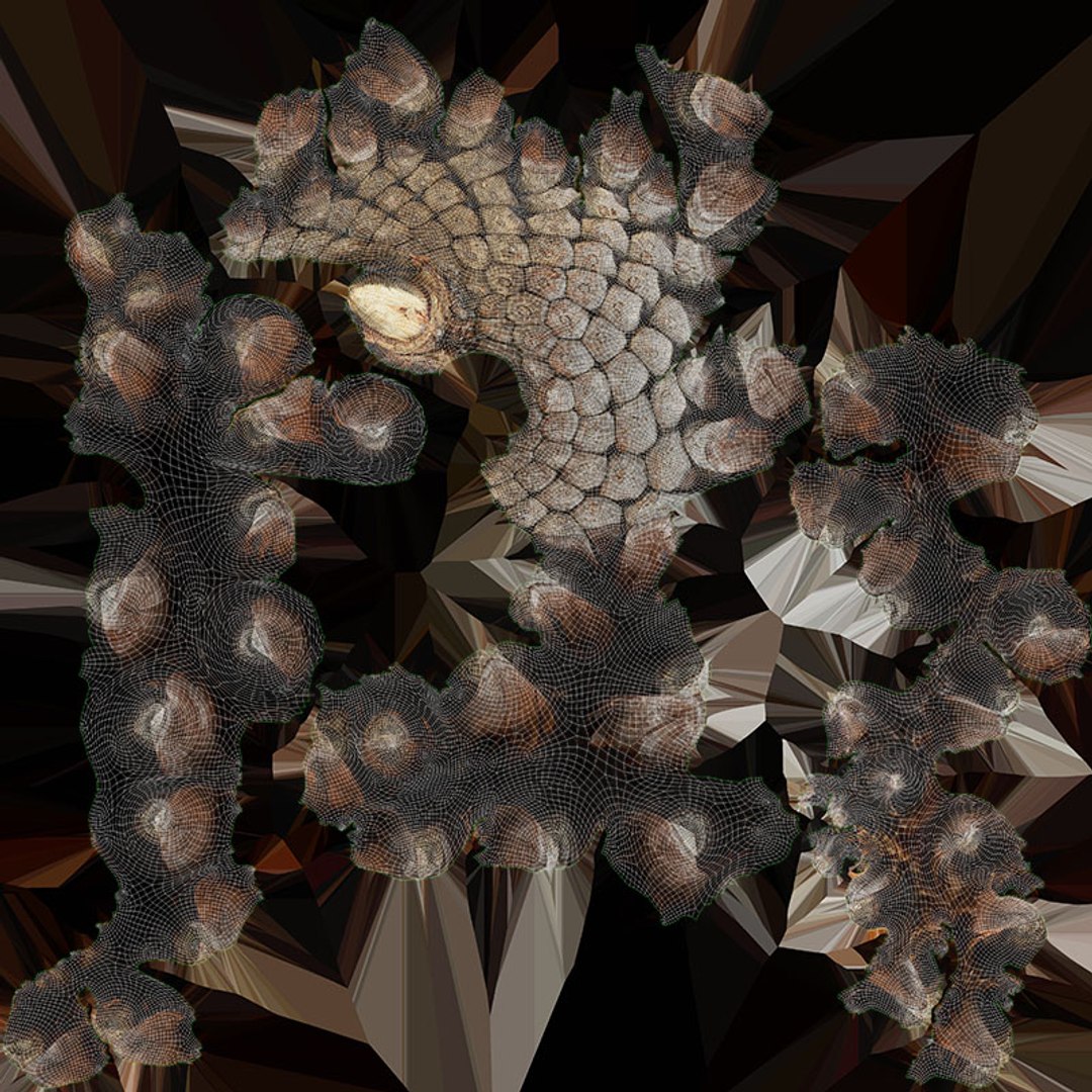 Pine Cone Collection 2 3D model https://p.turbosquid.com/ts-thumb/jf/iZMIBk/aT/driedpinecone02_d0004/jpg/1731594679/1920x1080/fit_q87/30c29471d2f744873f1126d700e7f39b5096bc2b/driedpinecone02_d0004.jpg