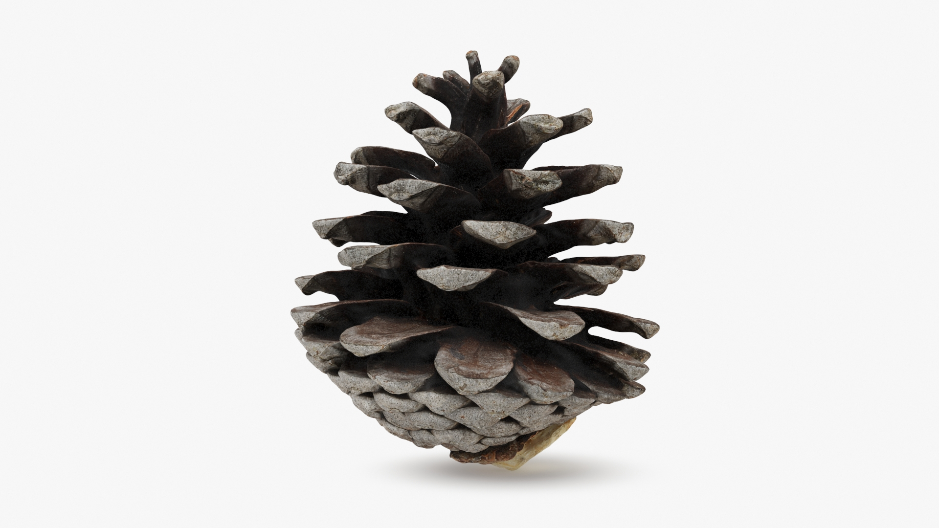 Pine Cone Collection 2 3D model https://p.turbosquid.com/ts-thumb/jf/iZMIBk/tr/driedpinecone02/jpg/1731594460/1920x1080/turn_fit_q99/d13c75c068f56b85d9febb3ccee7bc261eb41f1b/driedpinecone02-1.jpg