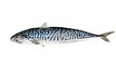 Mackerel