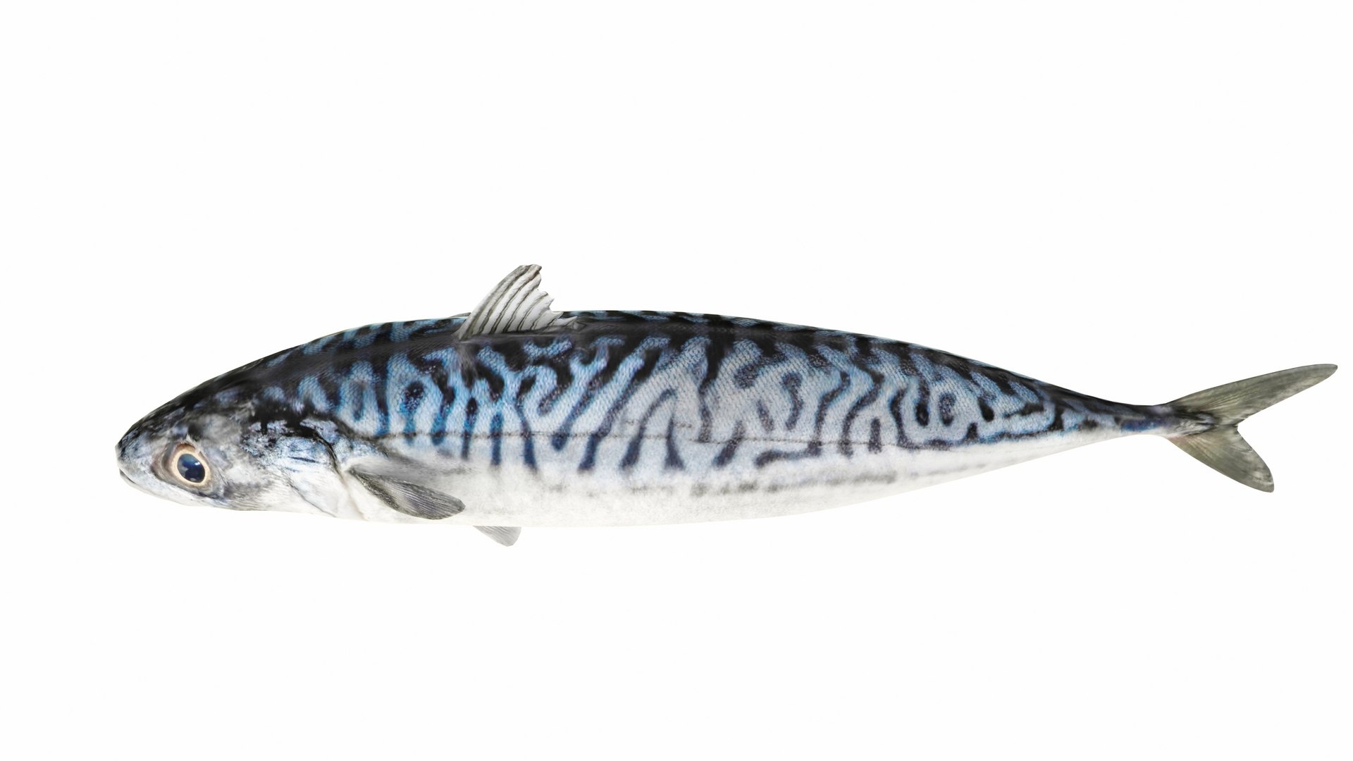 Fish 14 in 1 -Saltwater Fish 3D model https://p.turbosquid.com/ts-thumb/jf/rCXt20/tc/mackerel5/jpg/1742917148/1920x1080/fit_q87/2f9f12eb1b9a3c5a0e059e3846368a4a13cb30d6/mackerel5.jpg