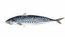 Mackerel