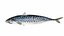 Underwater Animals Big Collection 34 in 1