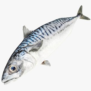Mackerel 3D model