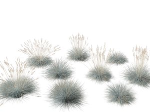 Festuca glauca - Blue fescue 3D model