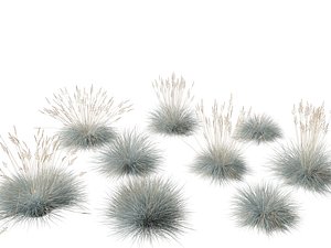 Festuca glauca - Blue fescue