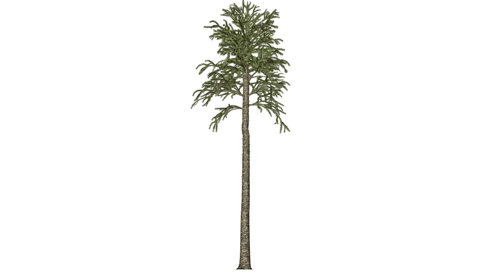 3D Monkey Puzzle Tree - 03 - - TurboSquid 2373673