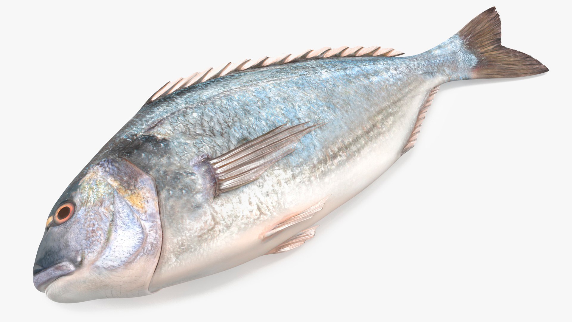 Caught Gilt Head Bream Fish Lying 3D model preview
