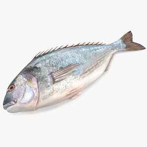 3D Caught Gilt Head Bream Fish Lying