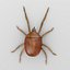 mite5-bryobia praetiosa(clover mite)