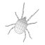 mite5-bryobia praetiosa(clover mite)