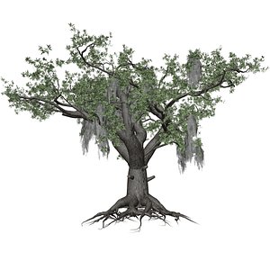 3D Live Oak Tree - 04 -