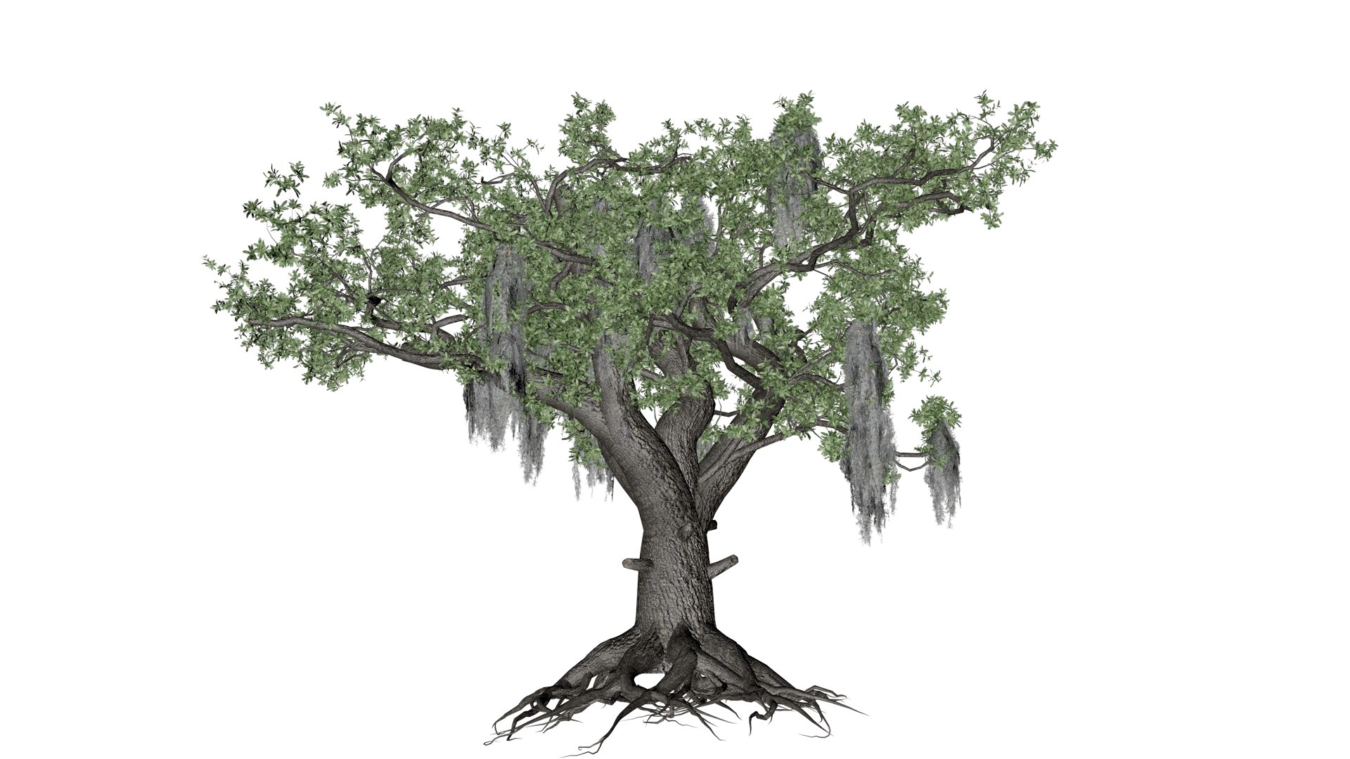 3D Live Oak Tree - 04 - - TurboSquid 2376794