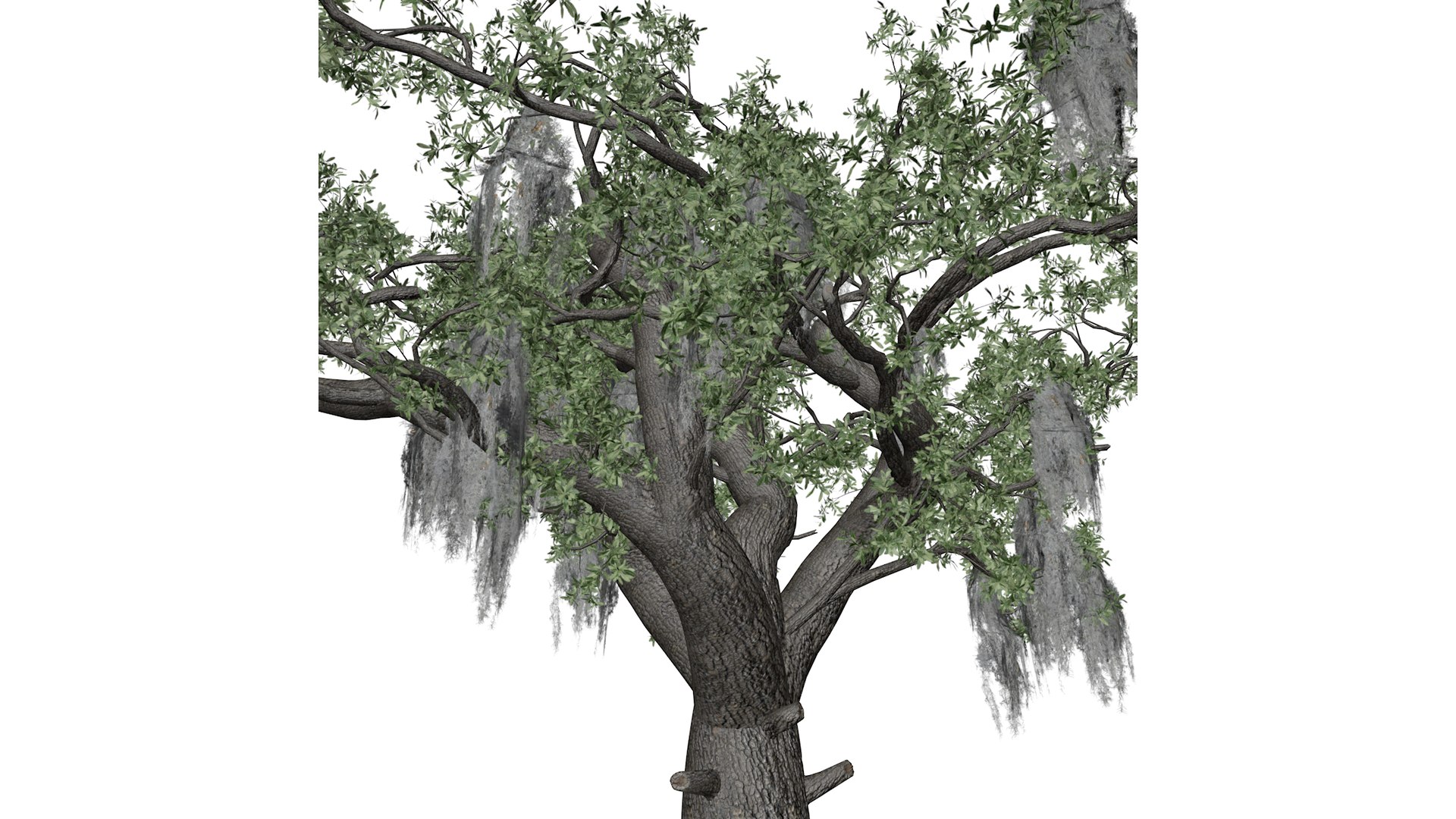 3D Live Oak Tree - 04 - - TurboSquid 2376794
