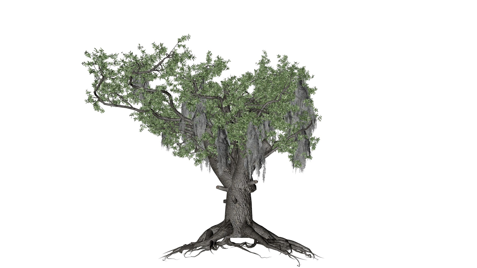 3D Live Oak Tree - 04 - - TurboSquid 2376794