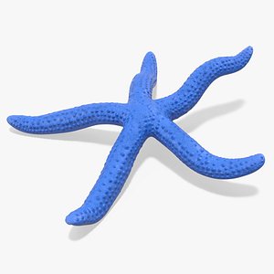 3D Sea Starfish Crawling Pose model