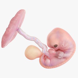 Fetus Anatomy Week 7 Static model